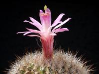 Thumbnail of 1693_Matucana myriacantha purpureoalba_20170516_02(1).JPG
